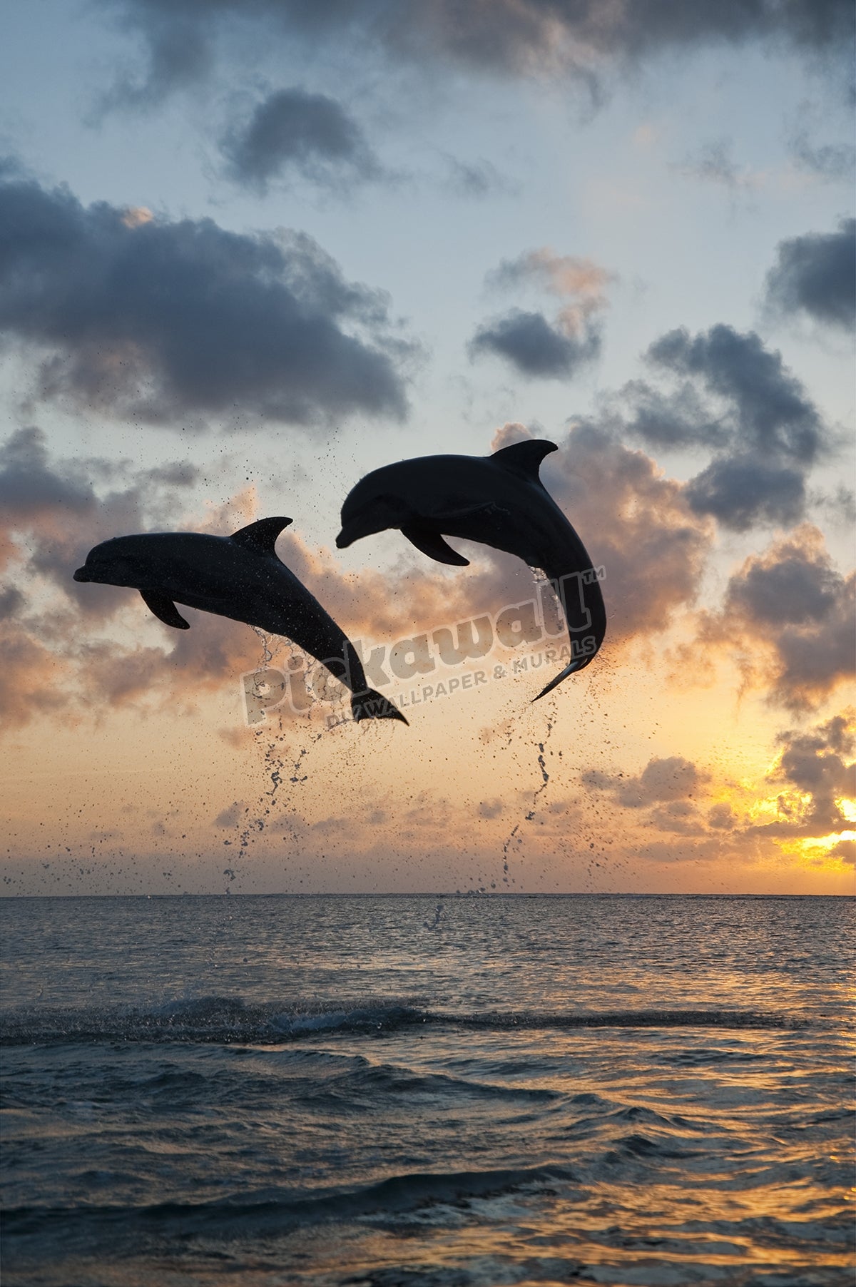 Bottlenose Dolphins leaping