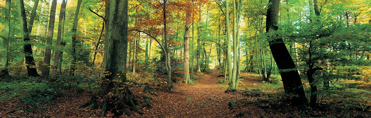 Forest path, Wye Valley Wales UK