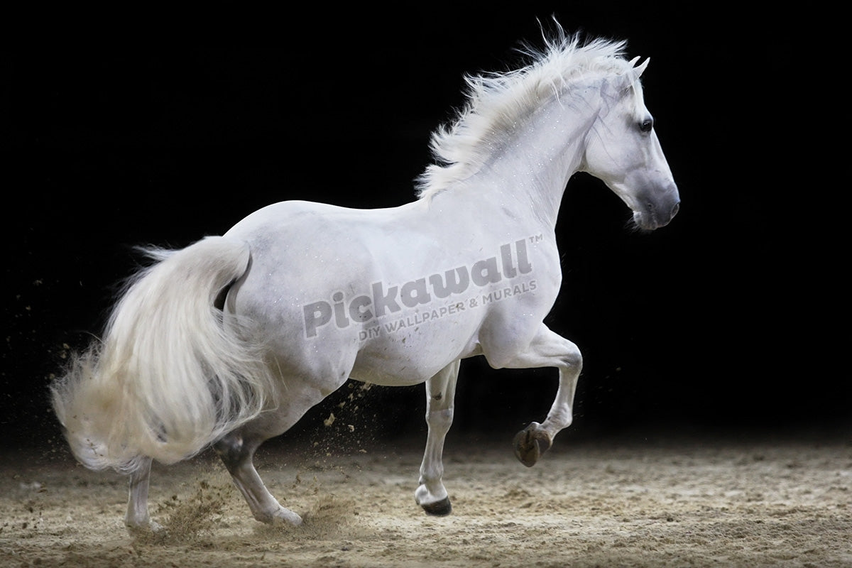 Horse on show