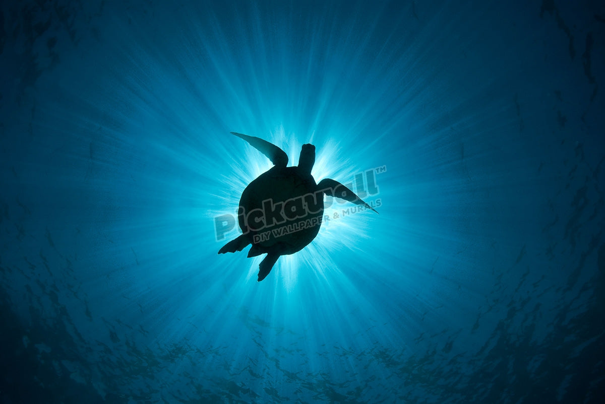 Turtle silhouetted by sun