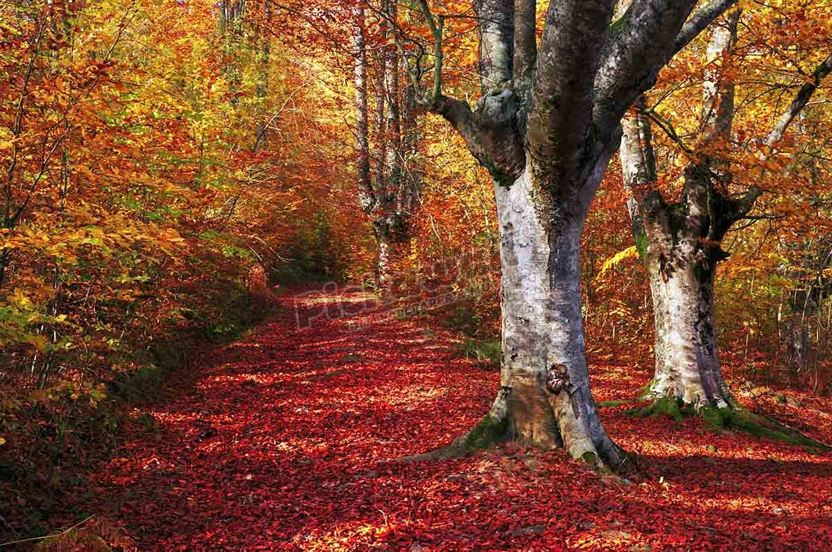 trail in autumn beech forest with vivid colors