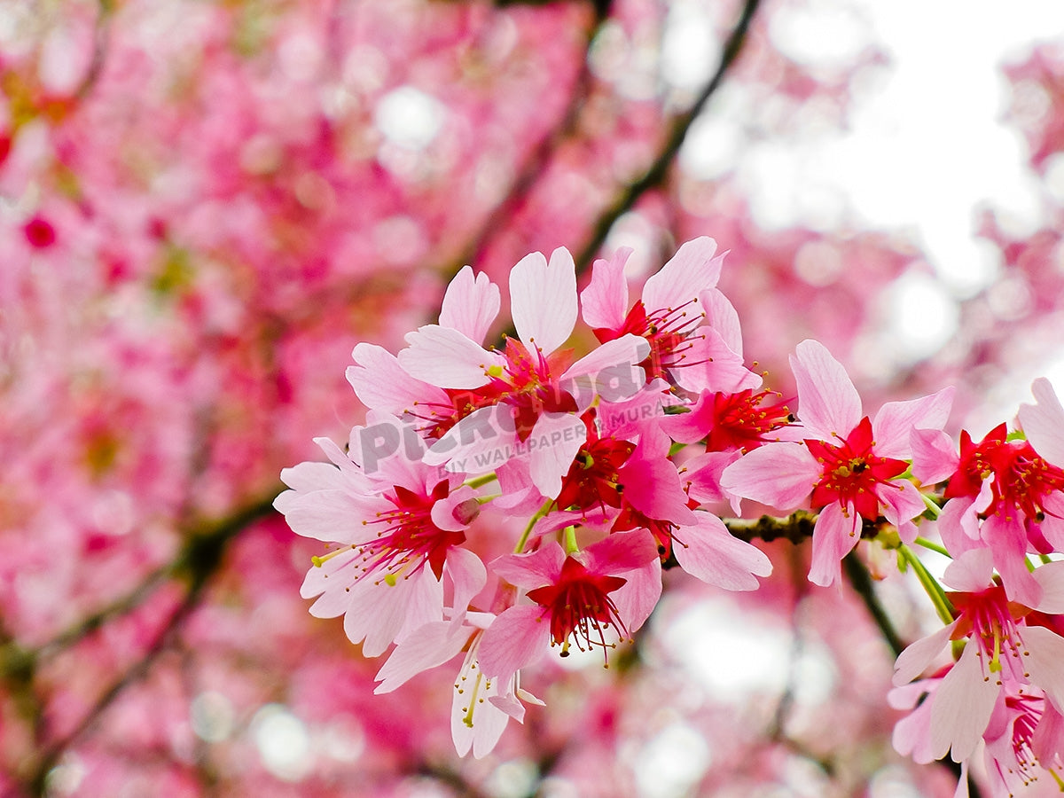 Cherry blossoms