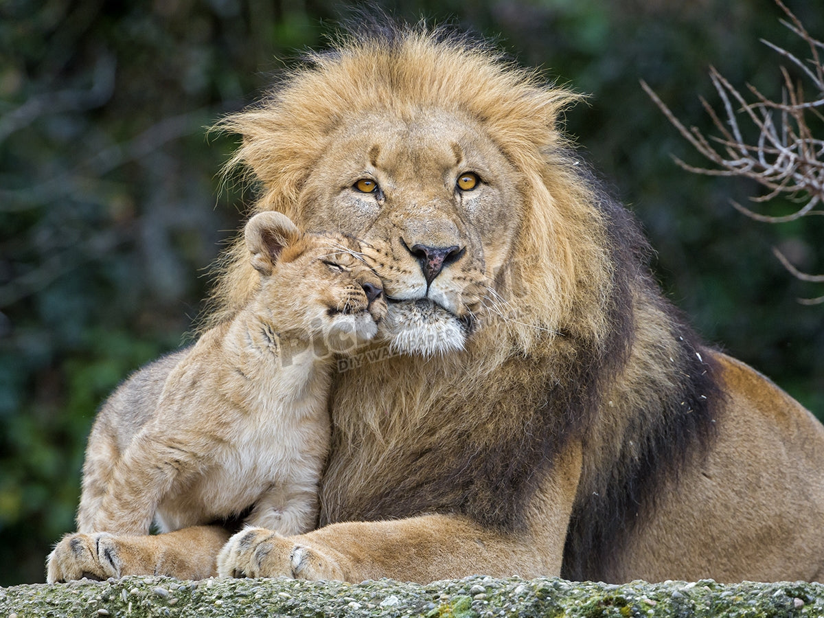 Cub lion