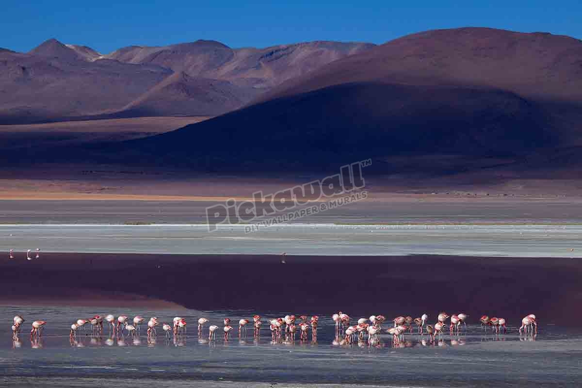 James flamingos