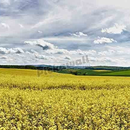 Field of oilseed rape in spring - Pickawall
