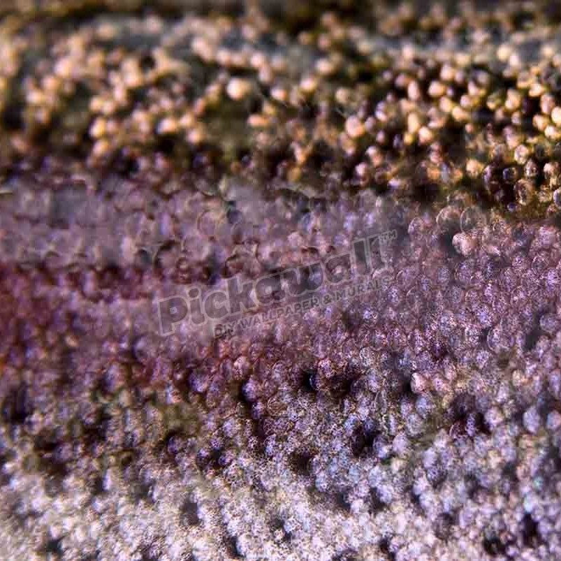 Fish Scales - Pickawall
