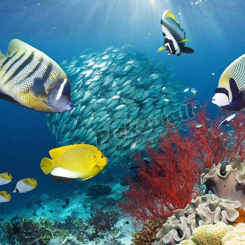 Fish Scene - Pickawall