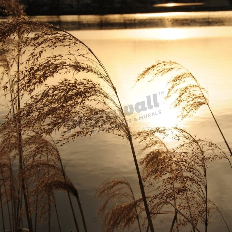 FL0153 - Water Reeds - Pickawall
