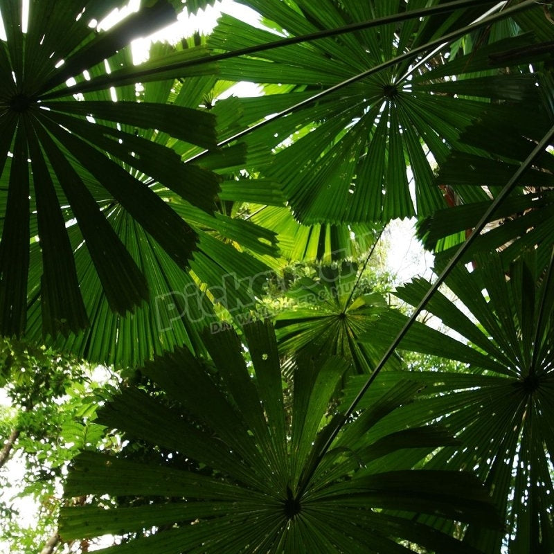 Flora and Fauna - Palm - Pickawall