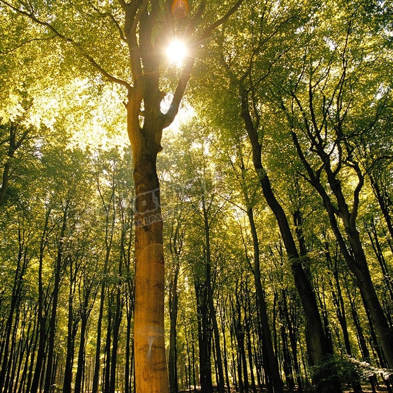 Forest - Pickawall