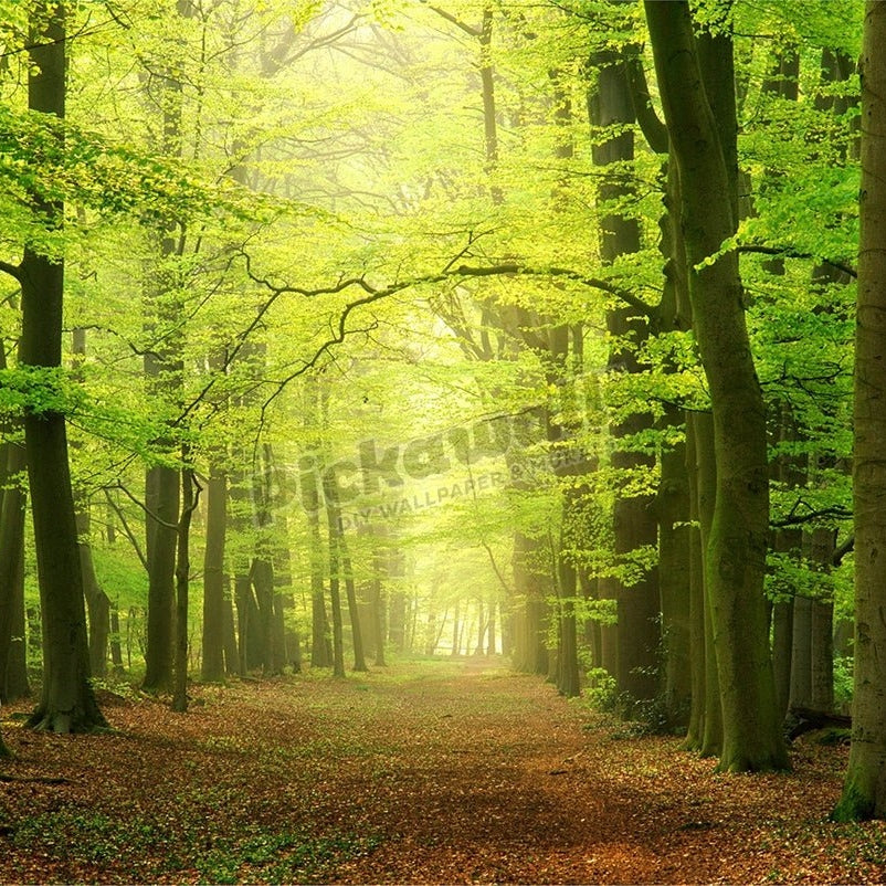 Forest path - Pickawall