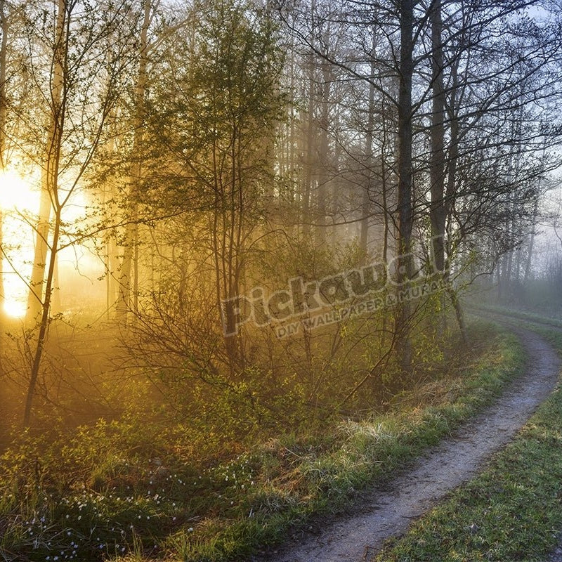 forest road sunrise - Pickawall