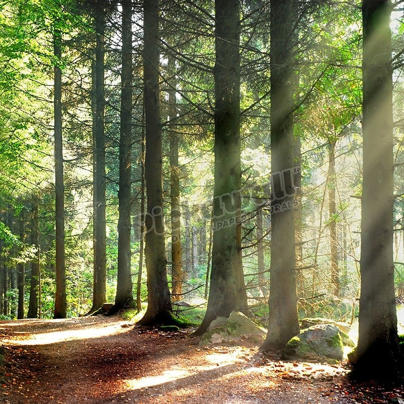 Forest Sunbeams - Pickawall