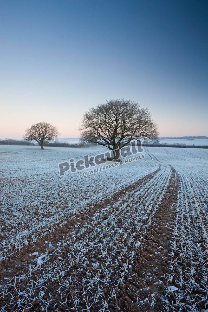 Frost covered crops and trees - Pickawall