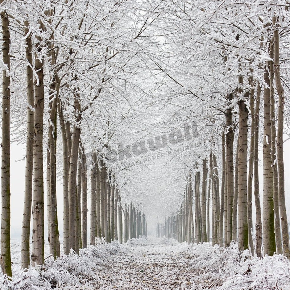 Frozen trees - Pickawall
