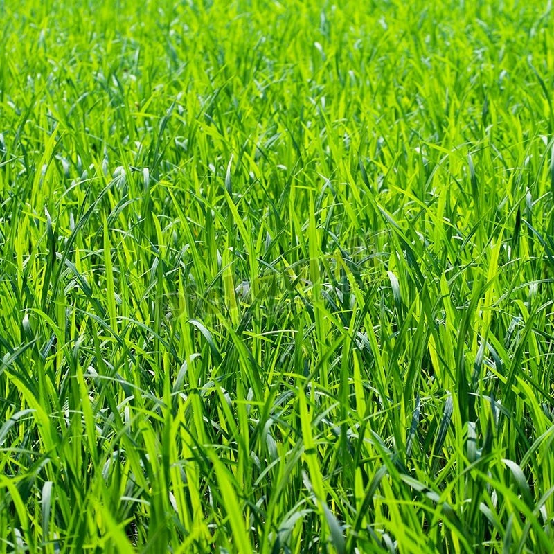 Full frame of paddy fields - Pickawall