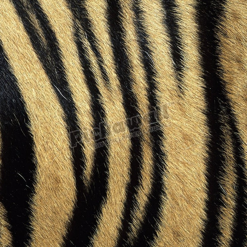 Fur pattern of endangered tiger - Pickawall