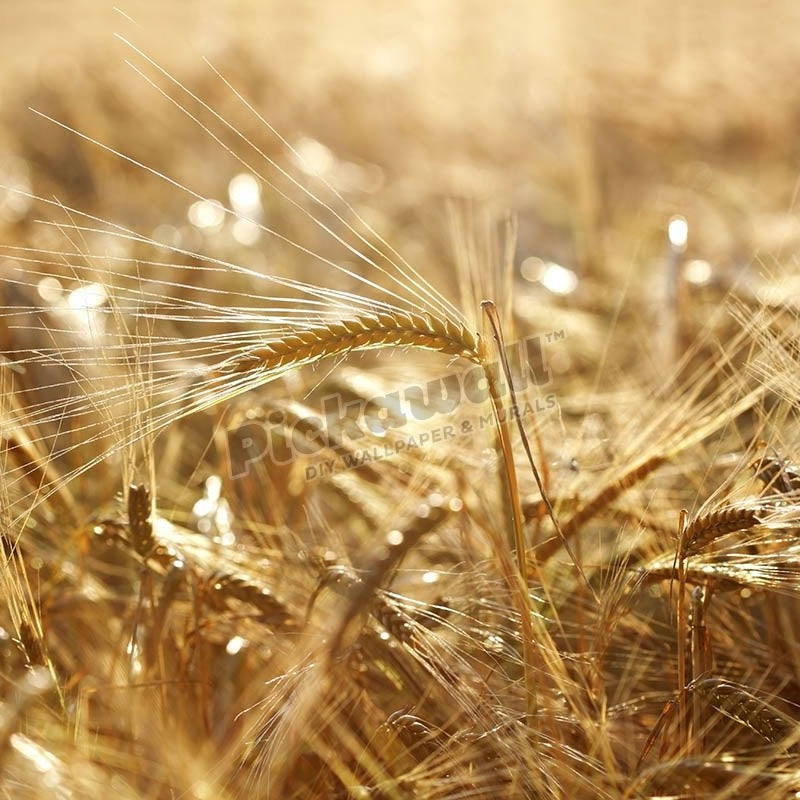 Golden wheat field - Pickawall