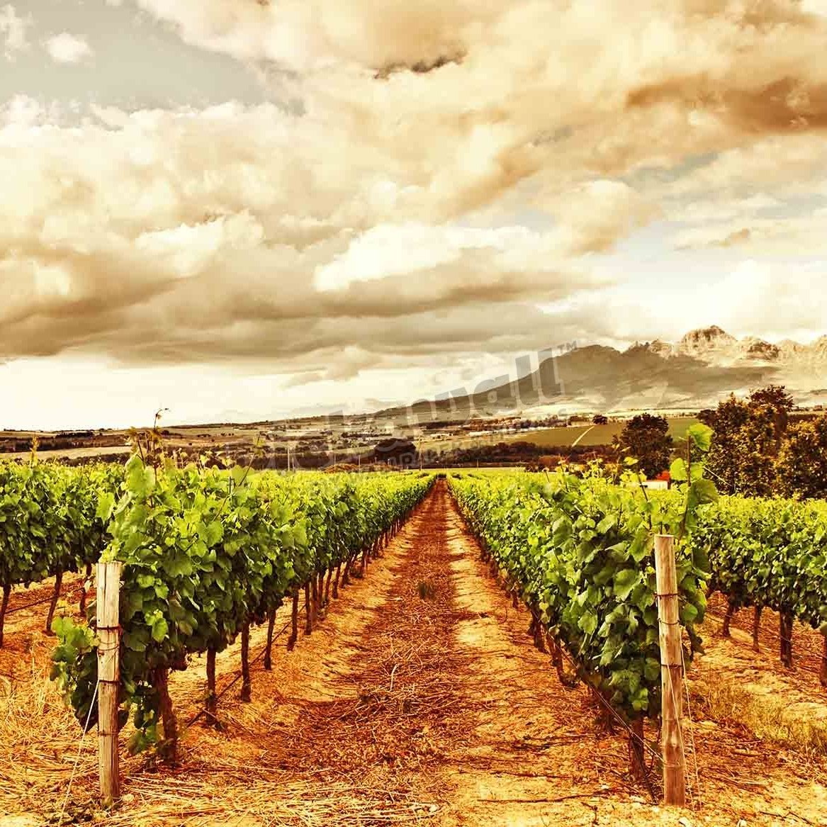 Grape valley, harvest season - Pickawall
