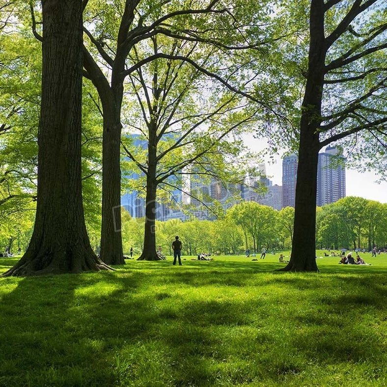 Great lawn in Central Park - Pickawall