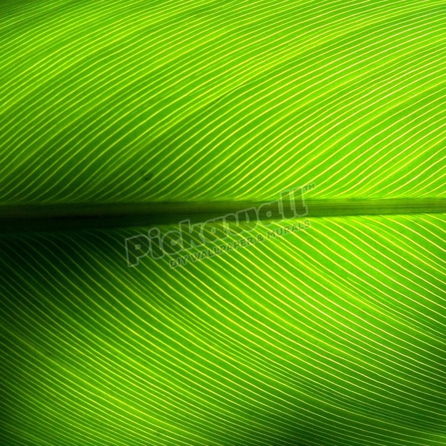 Green leaf - Pickawall
