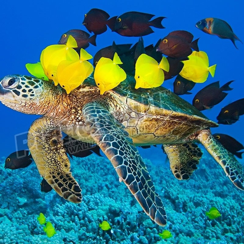 Green Sea Turtle - Pickawall