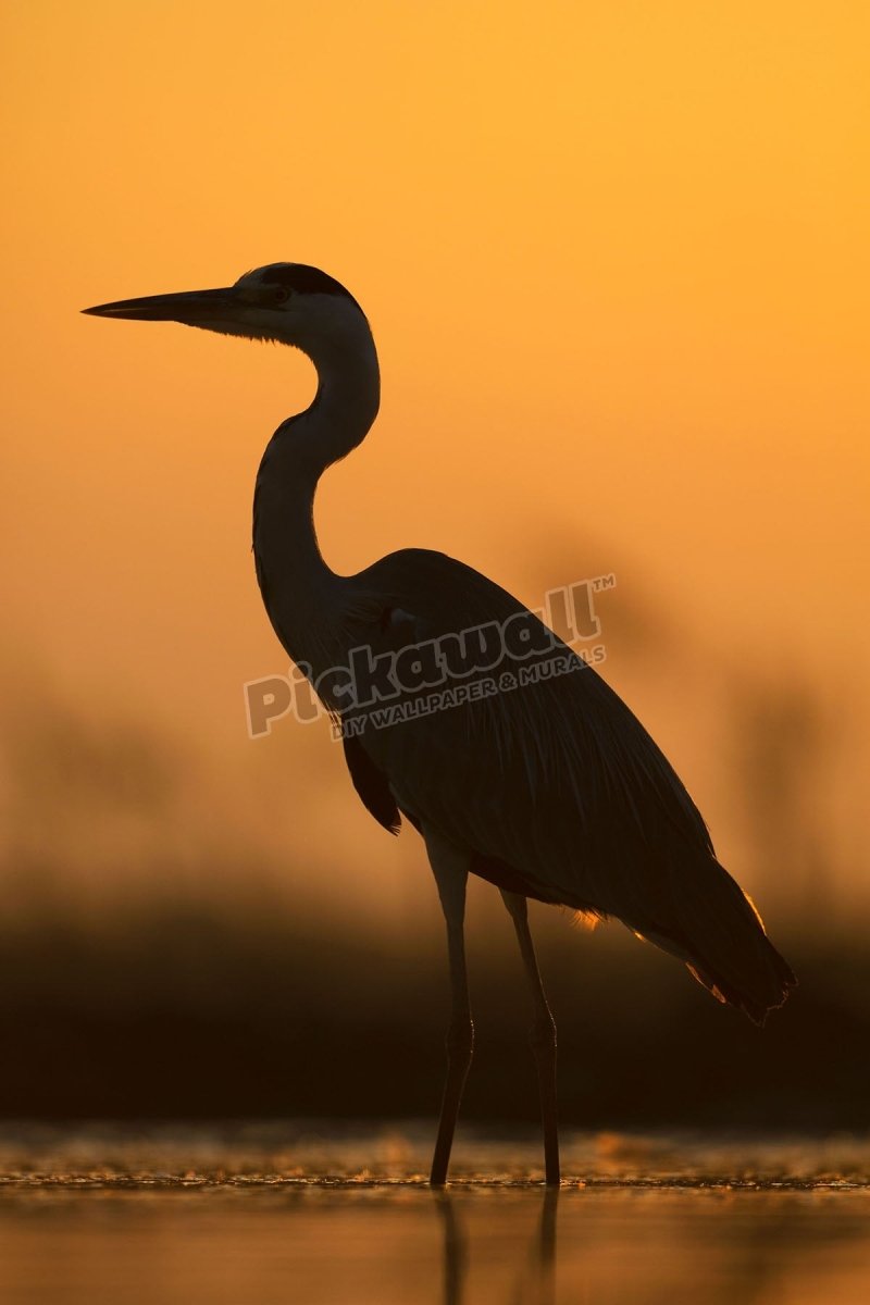Grey Heron - Pickawall
