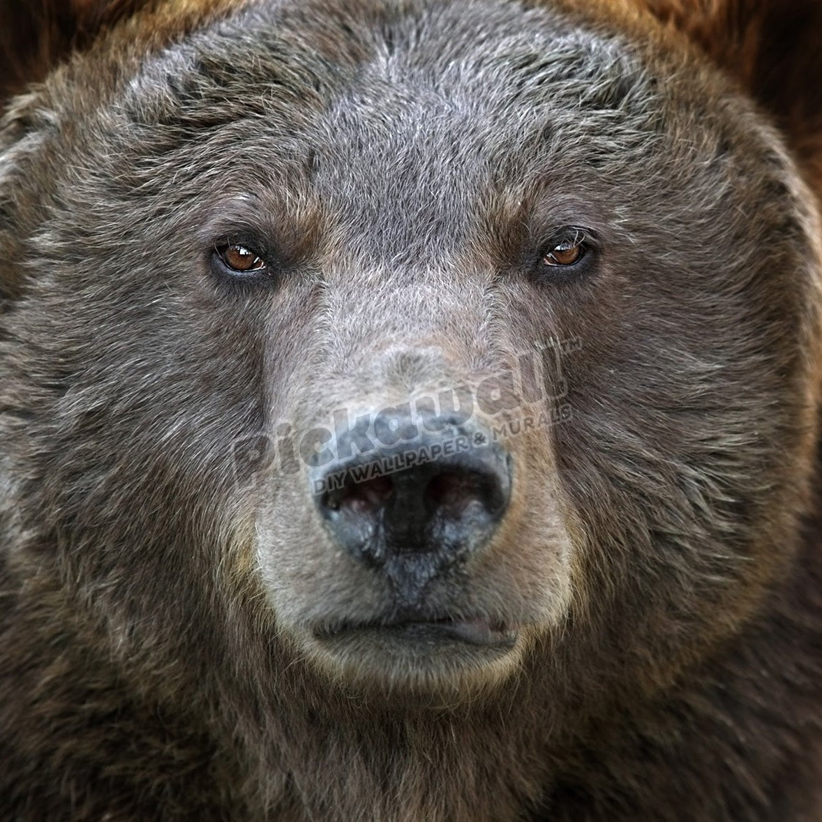 Grizzly Portrait - Pickawall