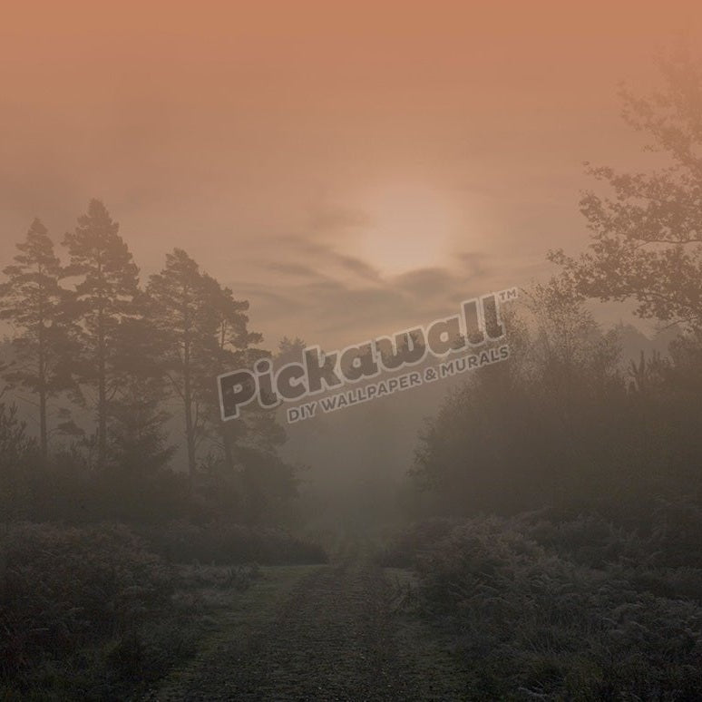 Hampshire forest on a cold misty winters morning - Pickawall