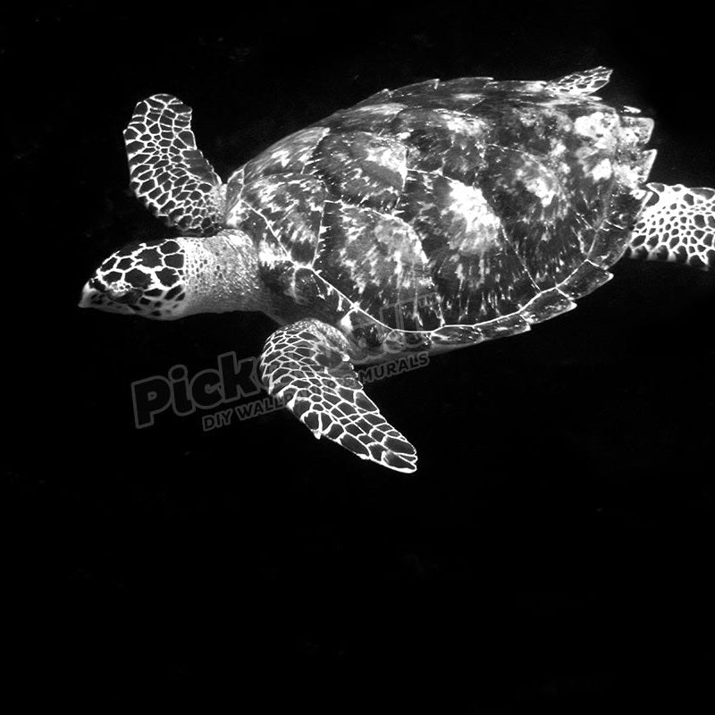 Hawksbill turtle Eretmochelys imbricata St Peter and St Paul s rocks Brazil Atlantic Ocean - Pickawall