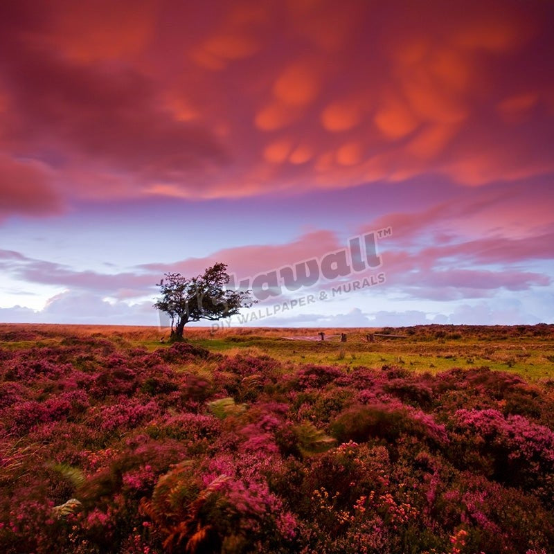 Heather carpeted Dunkery Hill Exmoor - Pickawall