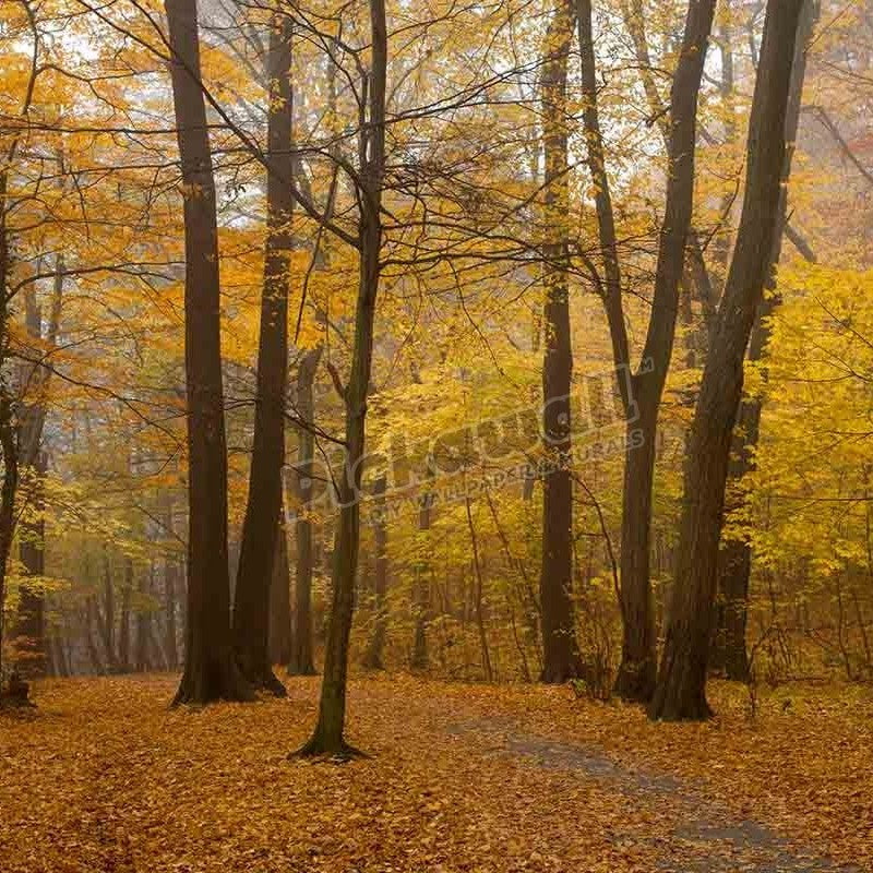 Hiking trail to the Bode valley in autumnal forest - Pickawall