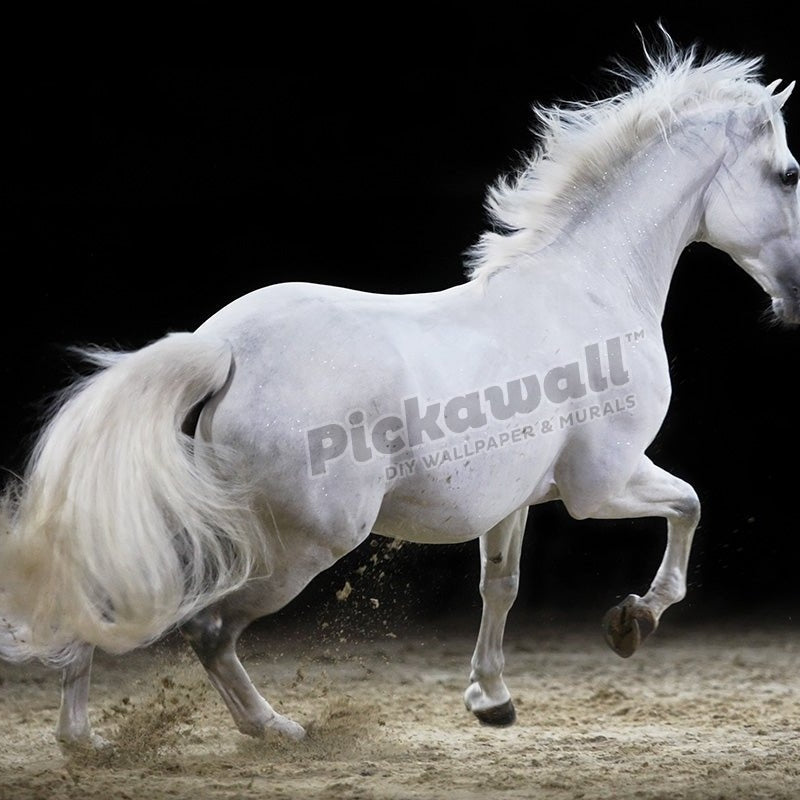 Horse on show - Pickawall