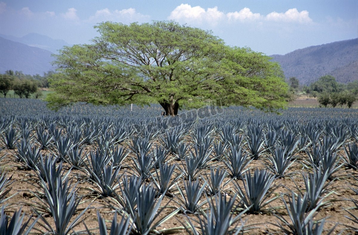 Huanacaxtle tree in a field - Pickawall
