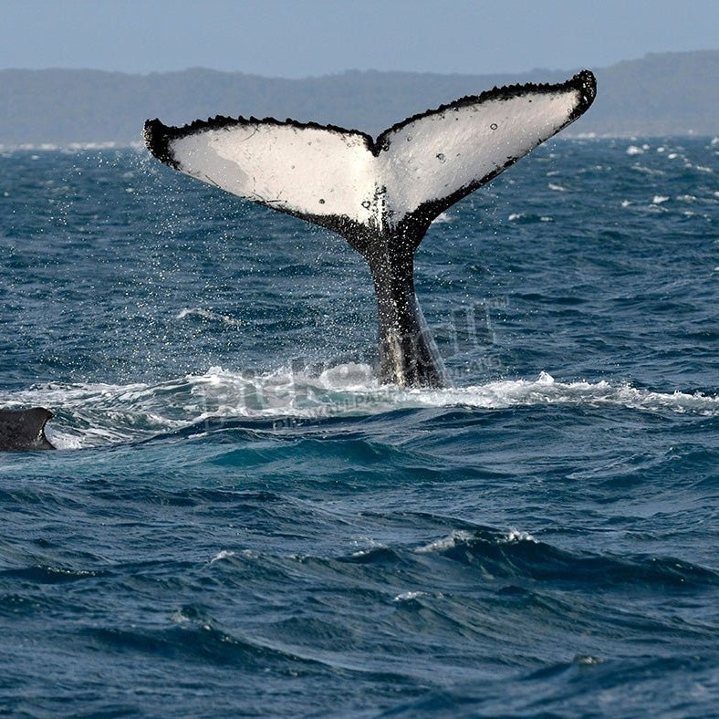 Humpback Whale Fraser Island - Pickawall