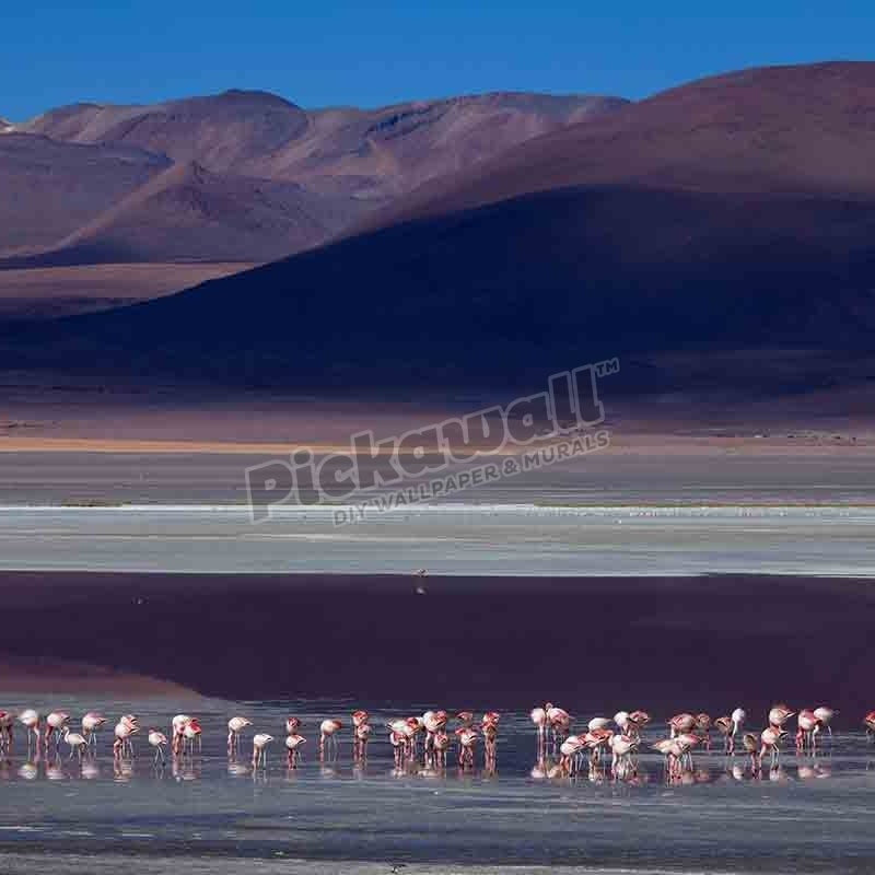 James flamingos - Pickawall