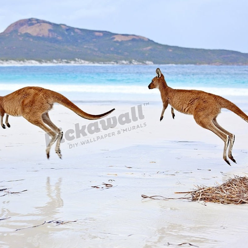 Kangaroo on sand - Pickawall