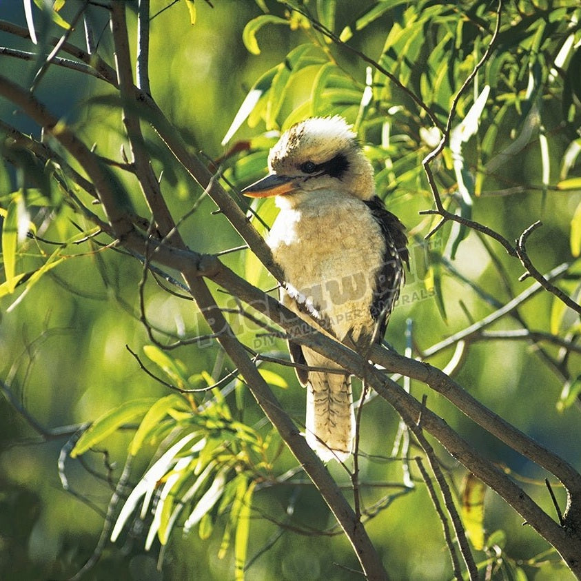 Kookaburra - Pickawall