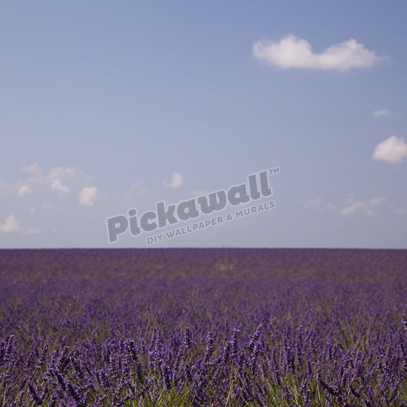 Land - Lavandar field, Provence - Pickawall