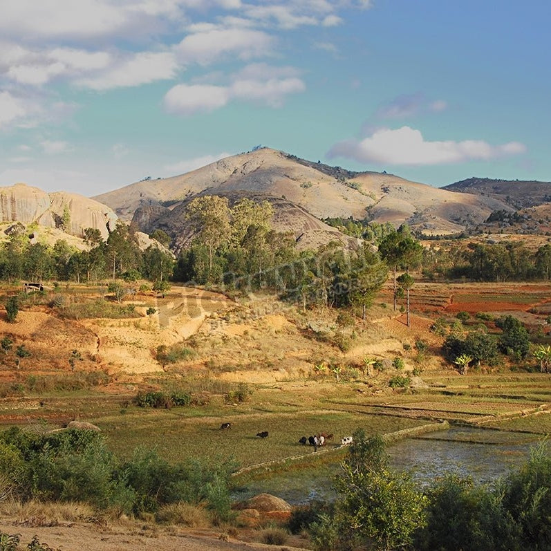 Landscape with mountain and rice field - Pickawall