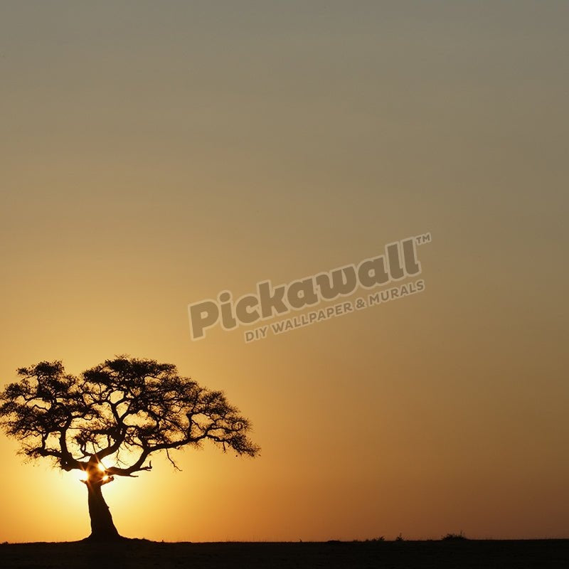 Large fig tree silhouetted at sunrise - Pickawall