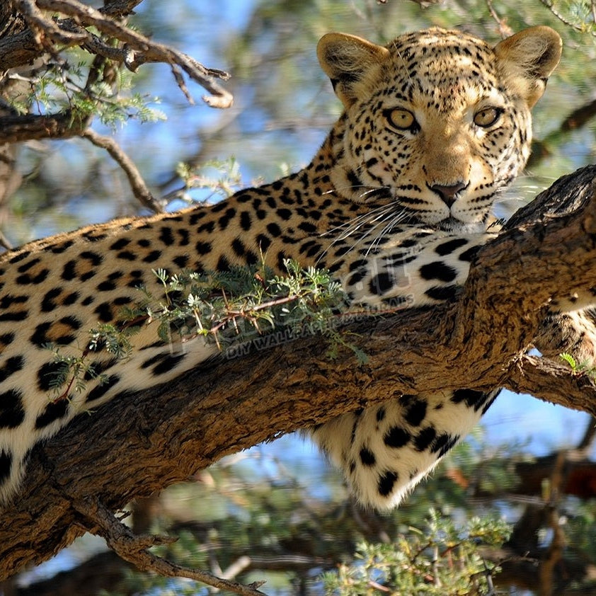 Lazy Leopard - Pickawall