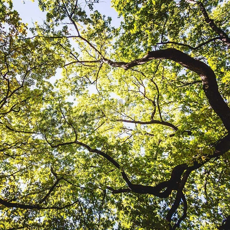 Leaf Canopy - Pickawall