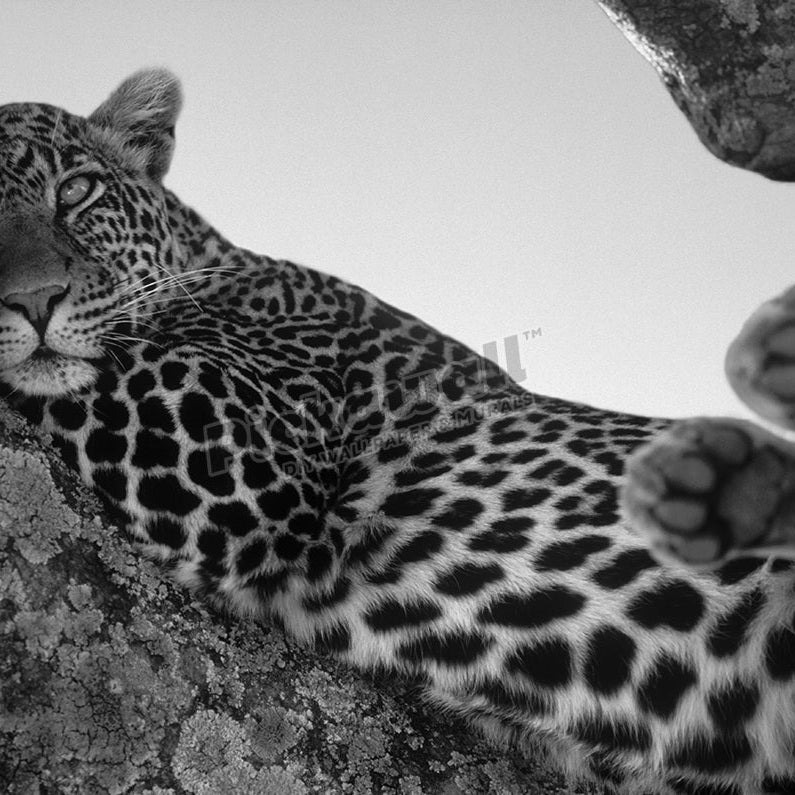 Leopard lazing in a tree' - Pickawall