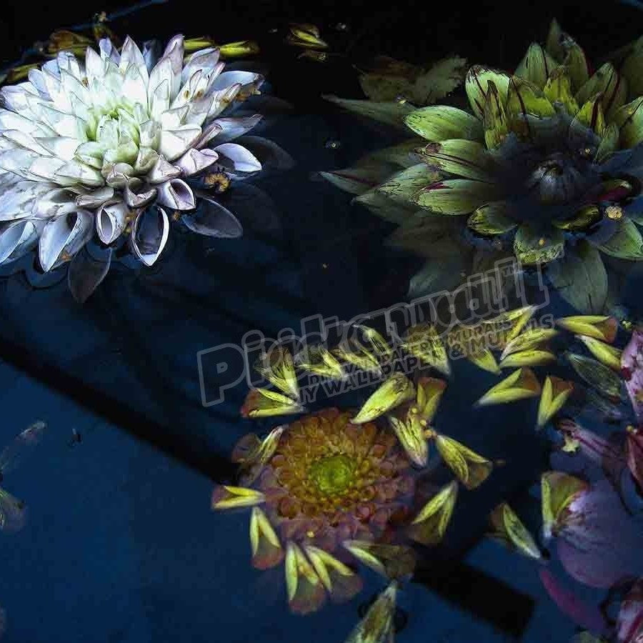 Lotus Flowers Floating in Water - Pickawall