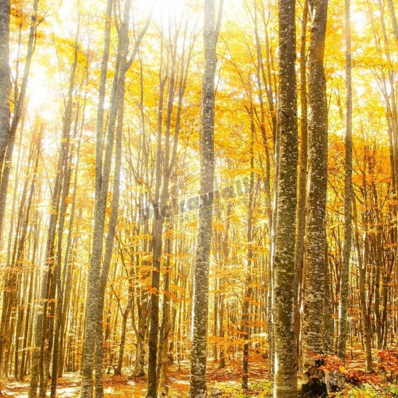 Magical Beech Forest with Warm Golden Sunrays - Pickawall