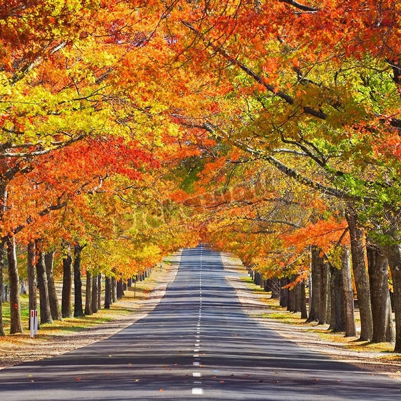 Memorial Avenue in Autumn, Mount Macedon, Victoria - Pickawall
