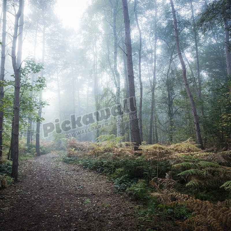 Misty forest walk - Pickawall