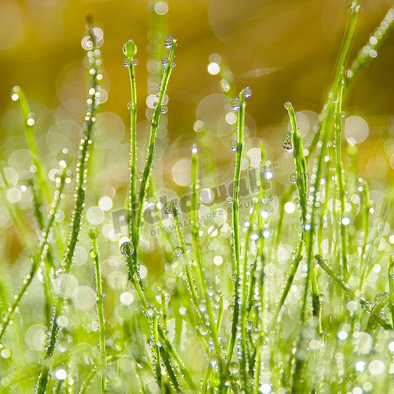Morning Dew - Pickawall