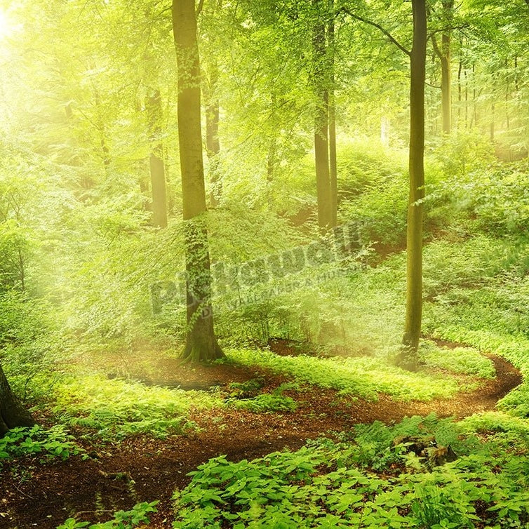 Morning in a green summer forest - Pickawall